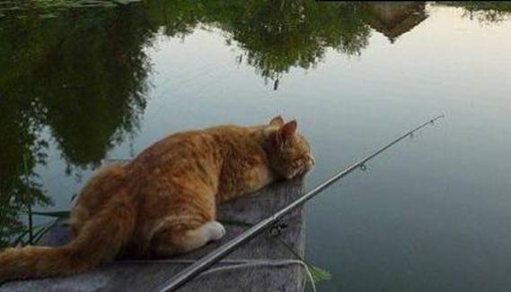 Необычные клички для котят