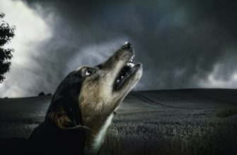 Почему собака воет с что с этим сделать легко и быстро